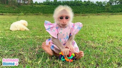 Rescued Indonesian Monkey Makes Friends Everywhere She Goes, And The Internet Loves It (35 Pics ...