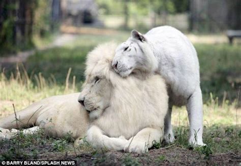 See The ONLY Known White "Liger" Cubs, And They Are Adorable!