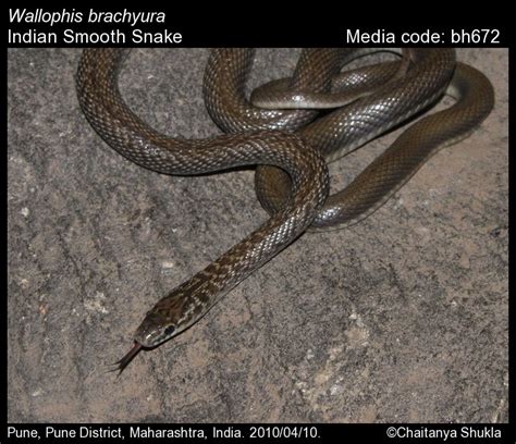 Wallophis Brachyura Günther 1866 Indian Smooth Snake Reptiles