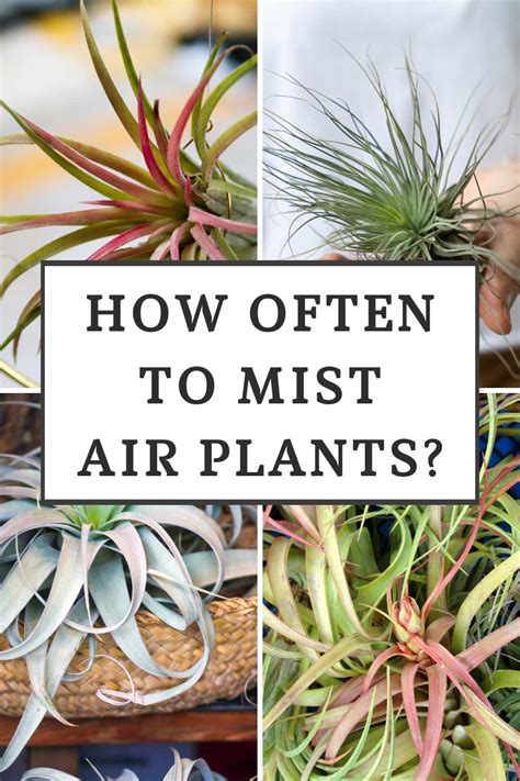 How Often to Mist Air Plants? The Answer May Surprise You