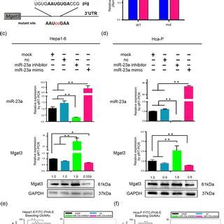 Mgat3 Is A Direct Target Of MiR 23a A The Putative MiR 23a Binding