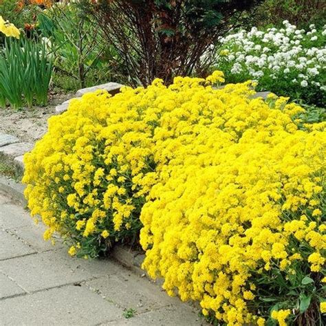 Usa Seller Sweet Alyssum Magic Circle Mix 50 Seeds Lobularia Etsy
