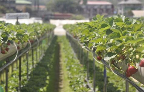 Strawberry Farm Baguio Tourist Spot: A Sweet Highland Retreat!