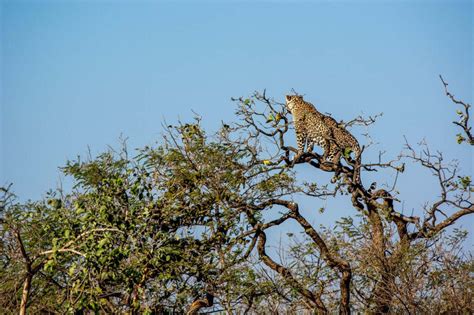 Leopard population in India | fun facts about the Indian leopard