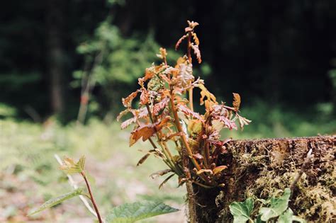 coppice coppice management  coppice plot