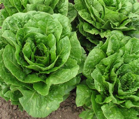 romaine lettuce growing guide easy   garden