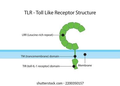 Compartir Imagen Portadas De Tlr Thptnganamst Edu Vn