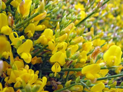 Dorniger Ginster, Genista acanthoclada