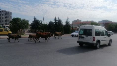 Trafikte Karşılarına Büyükbaş Hayvan Sürüsü çıktı Son Dakika Türkiye