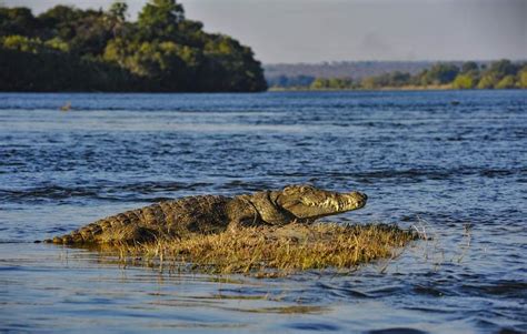 Images of Crocodile Encounters near Victoria Falls, Crocodile Farm