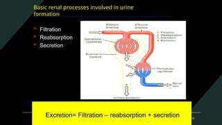 physiology   renal system  acid base balance pptx