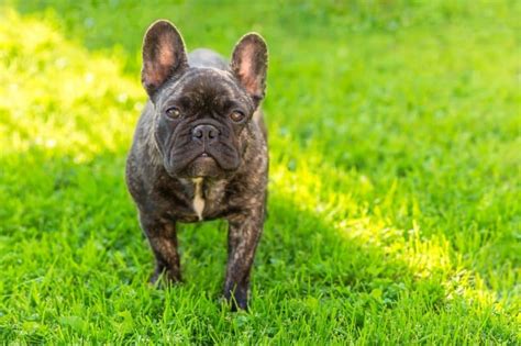 Brindle French Bulldog Guide: 5 Must-Read Facts | All Things Dogs