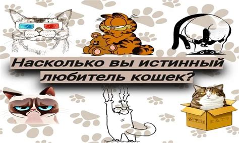 Тест Насколько вы истинный любитель кошек?