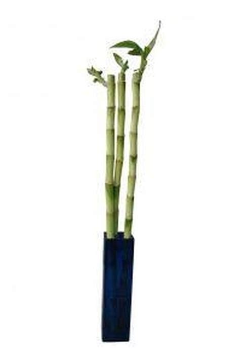 How to Take Care of Bamboo Plants in Water | Hunker