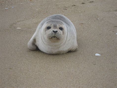 picture sea lion pup marine mammal