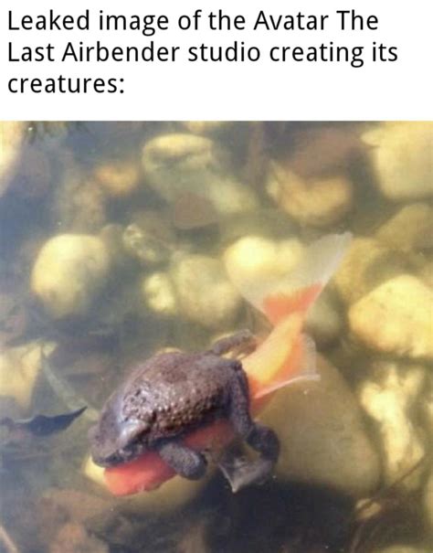 frog fish : r/memes