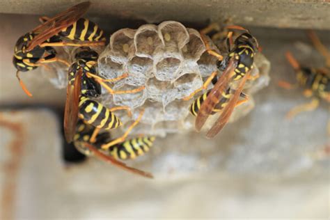 Wasp Stings A Comprehensive Guide To Symptoms Treatment And Prevention Insecta