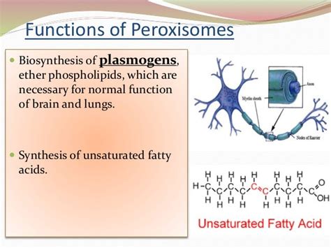 Peroxisomes