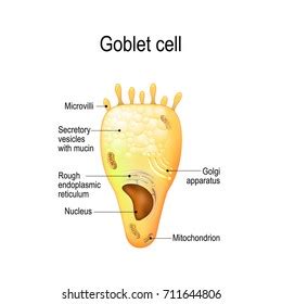 Trachea Histology Goblet Cells