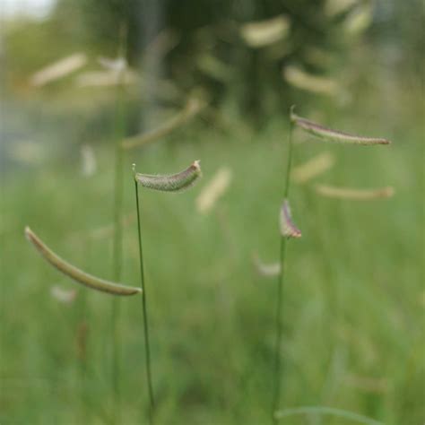 Bouteloua gracilis – Cascina Bollate