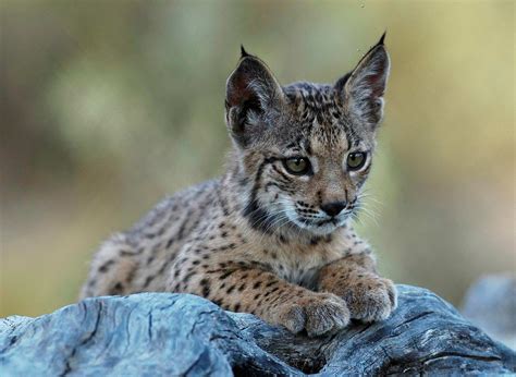 worlds  endangered cat grows    individuals wwf
