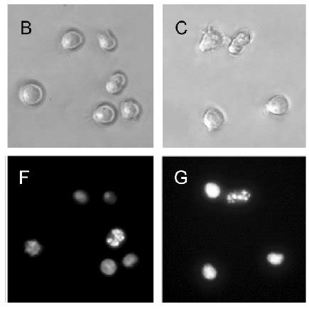 Single Cell Gel Electrophoresis Assay Alkaline Comet Assay For