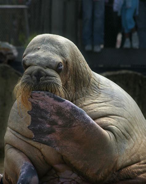 Sitting walrus stock image. Image of maritime, sealife - 1801417