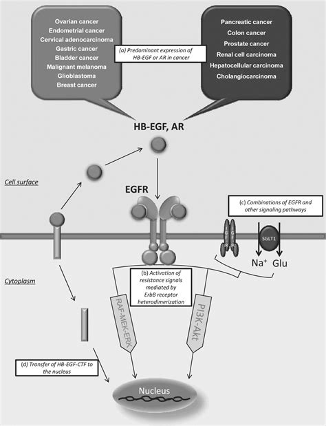 Efficacy of Ligand-based Targeting for the EGF System in Cancer