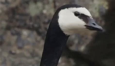 Excuse Me What You Say GIF - ExcuseMe WhatYouSay Goose - Discover ...