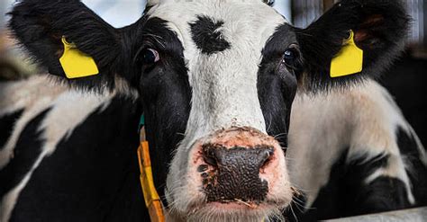 Man Caught Having Sex With Cow Escapes Punishment In Court Beat