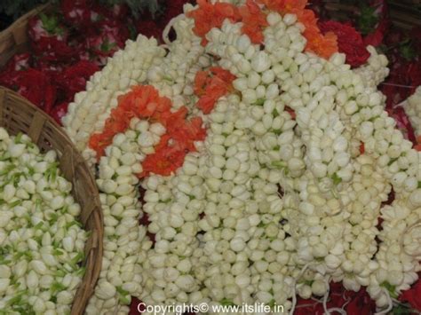 Jasminum Grandiflorum Mysooru Mallige Jasmine Mysore Jasmine