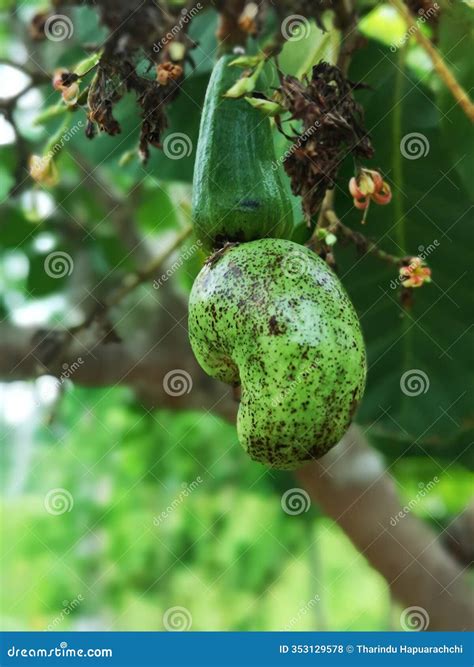 how to grow a cashew nut tree