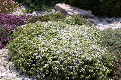 How To Grow Creeping Thyme Thymus Praecox Gardeners Path