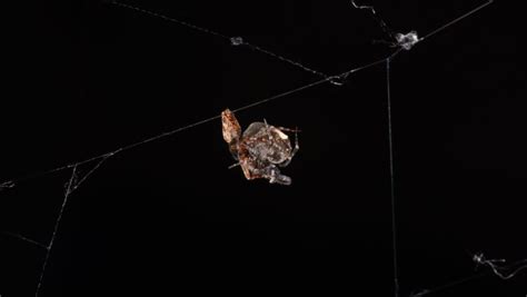 These Male Spiders Evolved A Post Sex Catapult To Escape Cannibalistic Females DailyNewser