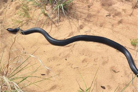 Indigo Snakes The Longest Snake Species Native To The U S