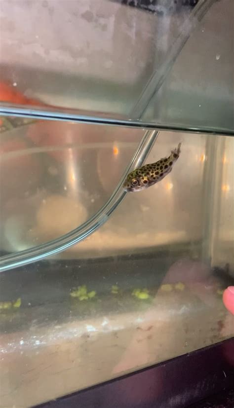 Help Puffer Fish Swim Bladder Raquariums