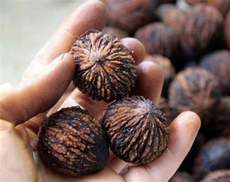 Целебные свойства черного ореха