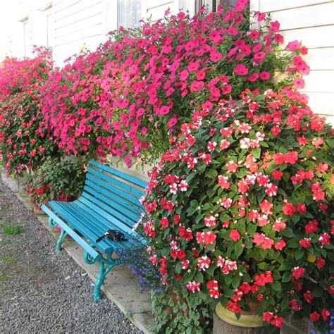 Здесь Всё Цветёт🌿 в Instagram: «Удобрения для однолетних цветов🌺 ...