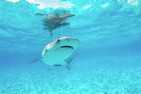 Why Maui has the most shark attacks in Hawaii