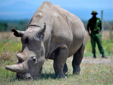 african rhino poaching falls  illegal hunting  threatens species