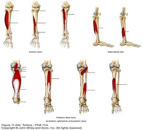 lower leg Diagram | Quizlet