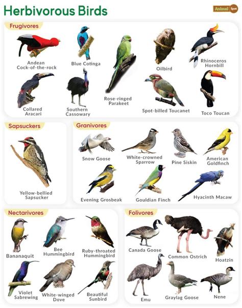Herbivorous Animals Facts List Pictures Chart And More