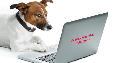 Ricetta Elettronica Veterinaria Rev Ecco Cosa Cambia Vetclick