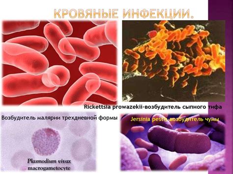 Профилактика инфекционных болезней и эпидемий. Карантинные инфекции и ...
