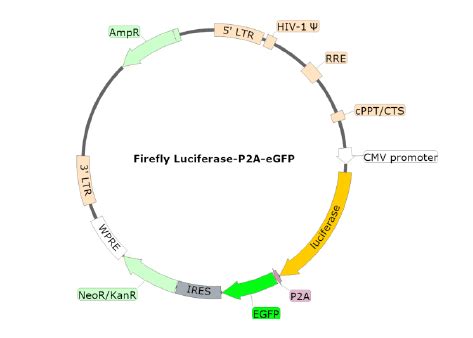 Firefly Luciferase Egfp Lentivirus G