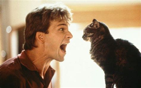 50 Greatest Performances By Cats In Film And Tv Part 1 Cats Amino