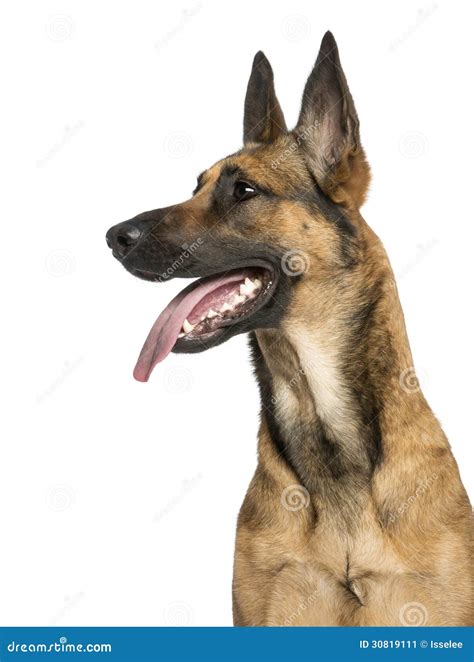Belgian Shepherd Runs. Sunlight.Natural Light Royalty-Free Stock