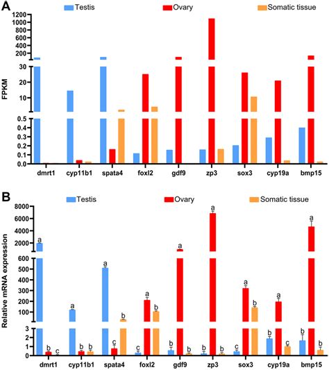 Rt Qpcr Validation Of The Nine Sex Biased Genes In The Gonadal And