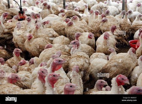 farm turkey  res stock photography  images alamy