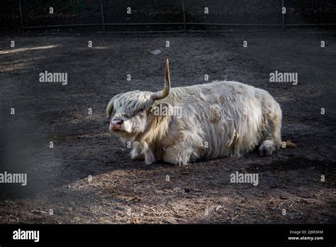 White Scottish Highland Cattle Rest On Ground Farm Animal Fluffy Cow
